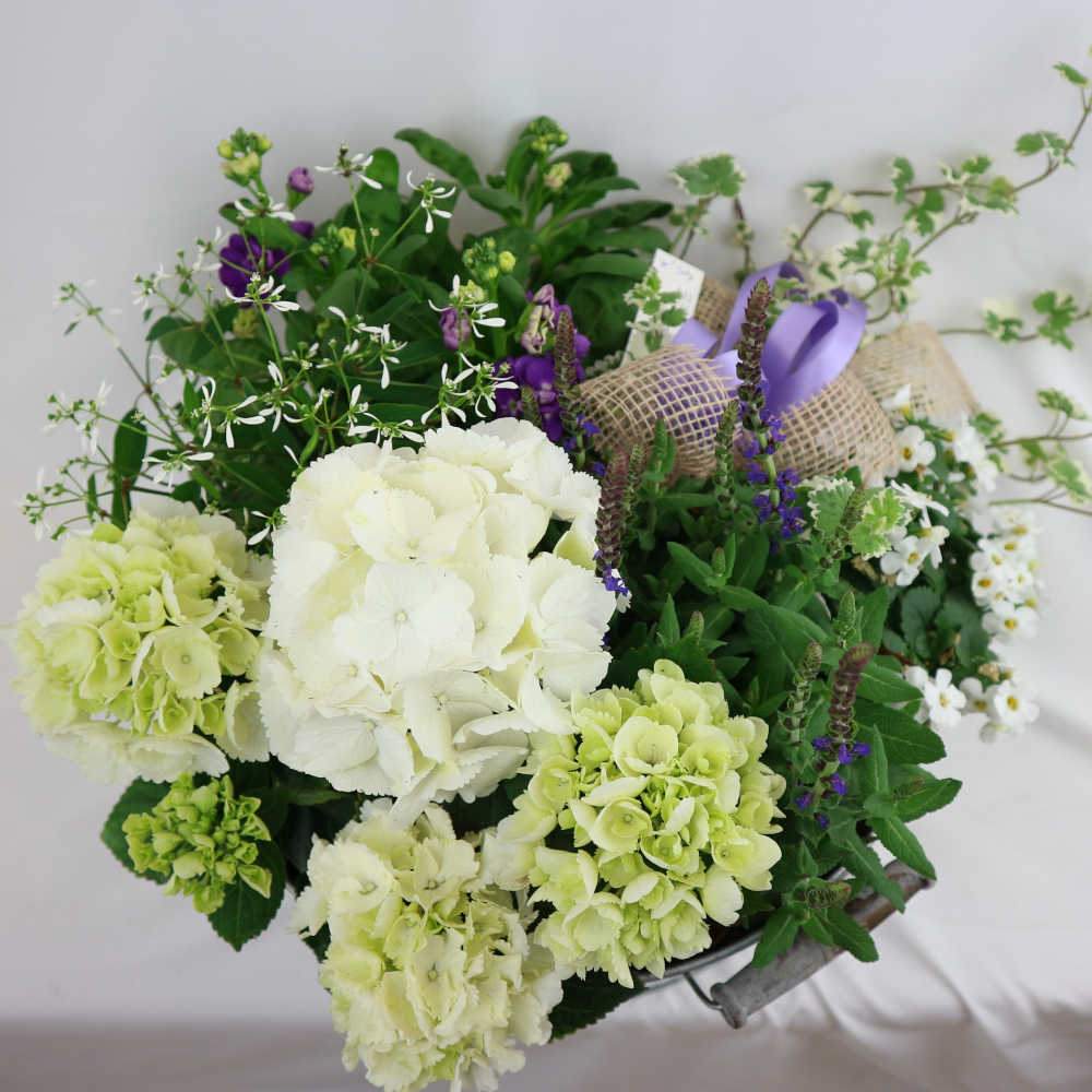 Sommerblumen und mehrjährige Stauden drängen sich in dieser rustikalen Zinkwanne dicht aneinander. Mit dabei: Hortenisen, Salvia, Levkojen und Bacopa.